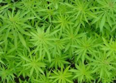 Que faut-il savoir sur le cannabis légal en France ?